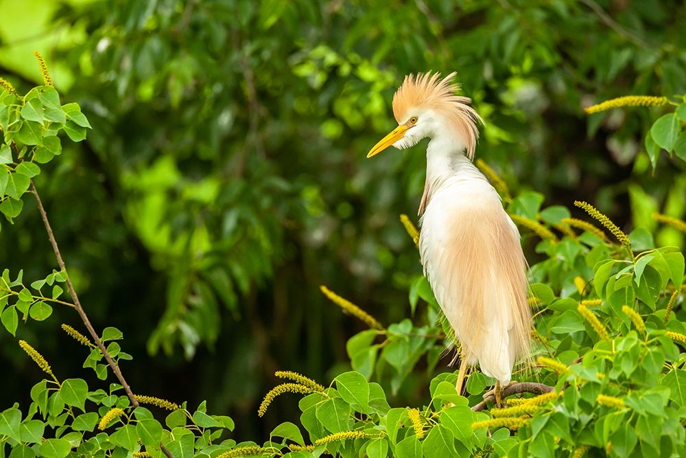 Louisiana-Jefferson Island Cattle egret in breeding plumage